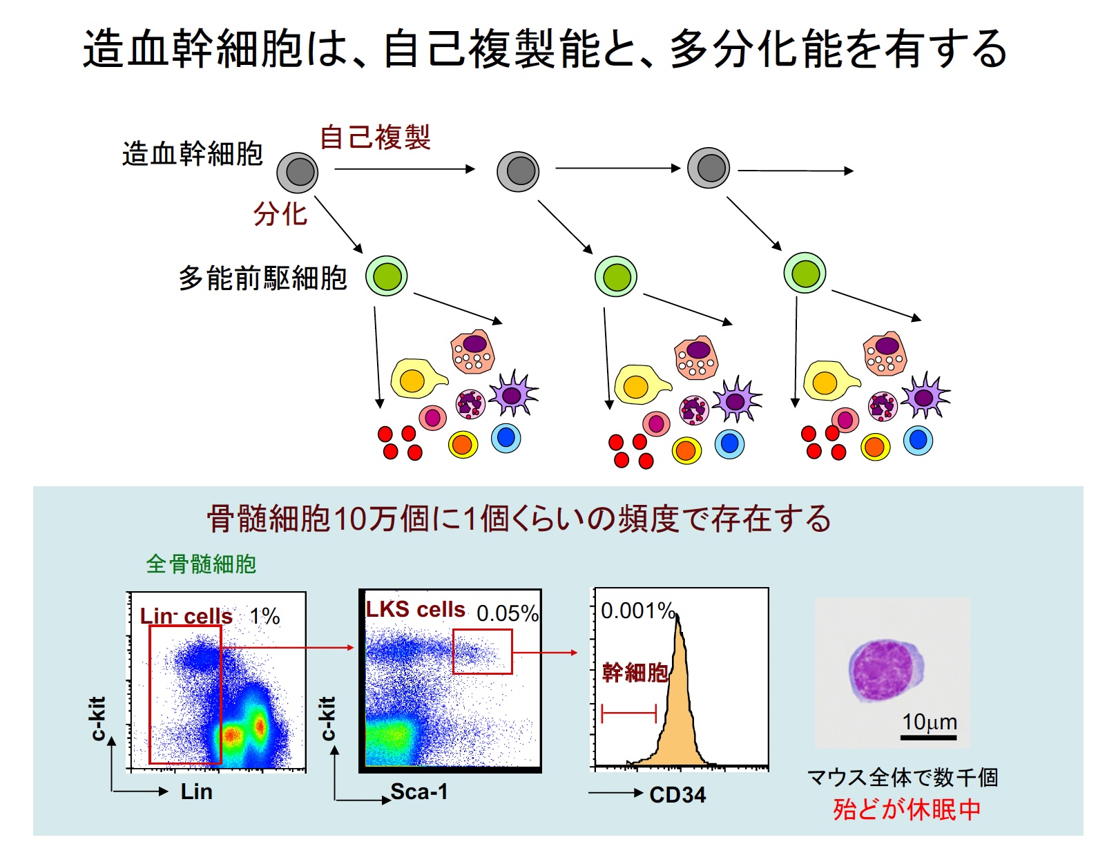 ラボニュース2024 | 河本研 京都大学医生物学研究所